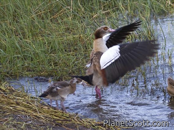 Egyptian Goose (Alopochen aegyptiacus)