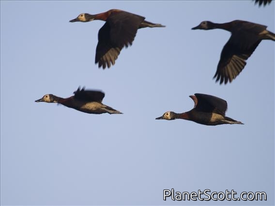White-faced Whistling-Duck (Dendrocygna viduata)