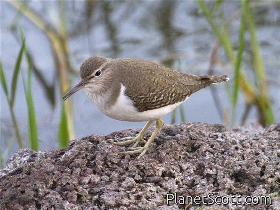 Common Sandpiper (Tringa hypoleucos)