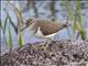 Common Sandpiper (Tringa hypoleucos)
