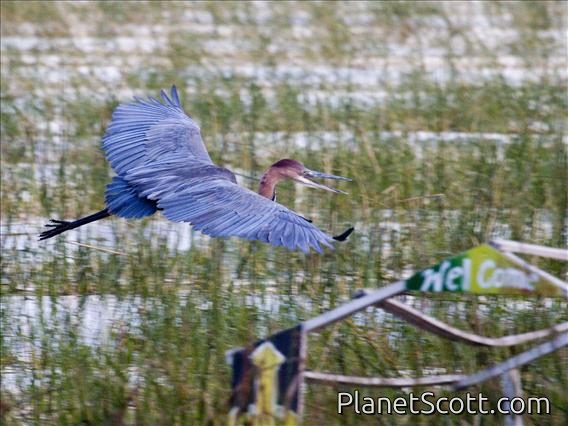 Goliath Heron (Ardea goliath)