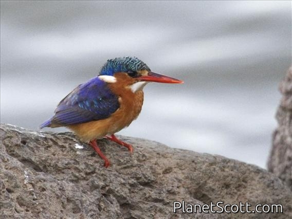 Malachite Kingfisher (Alcedo cristata)