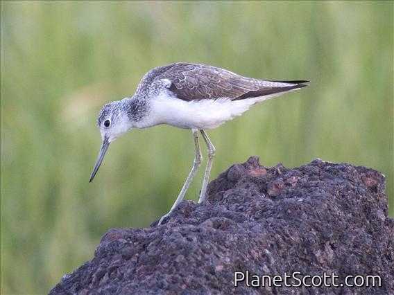 Common Greenshank (Tringa nebularia)
