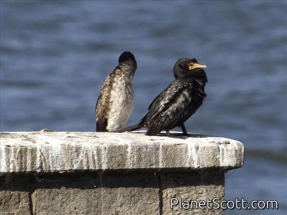 Long-tailed Cormorant (Microcarbo africanus)