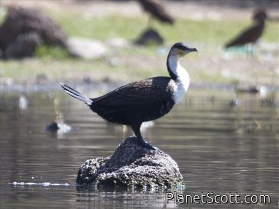 Great Cormorant (Phalacrocorax carbo)