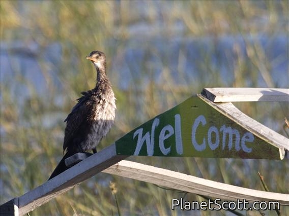 Long-tailed Cormorant (Microcarbo africanus)