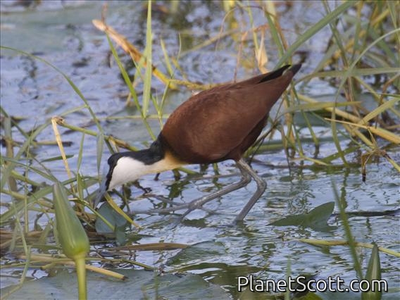 African Jacana (Actophilornis africanus) - Male