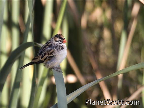 Pin-tailed Whydah (Vidua macroura) - Non-breeding