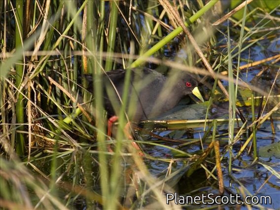 Black Crake (Zapornia flavirostra)