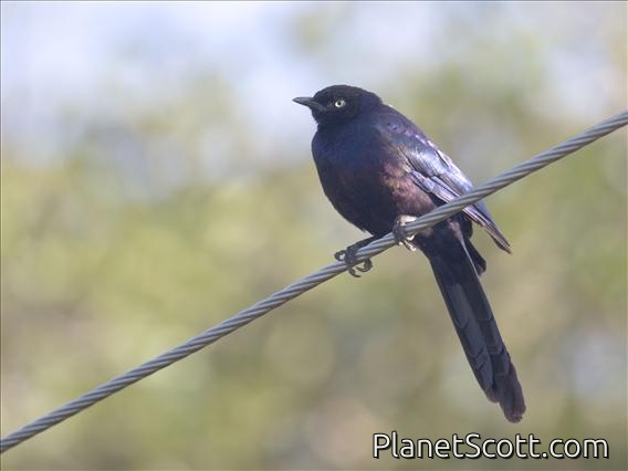 Rueppell's Starling (Lamprotornis purpuropterus)