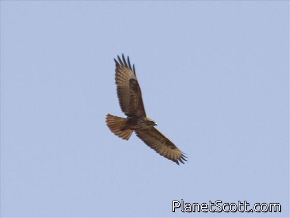 Common Buzzard (Buteo buteo) - Juvenile
