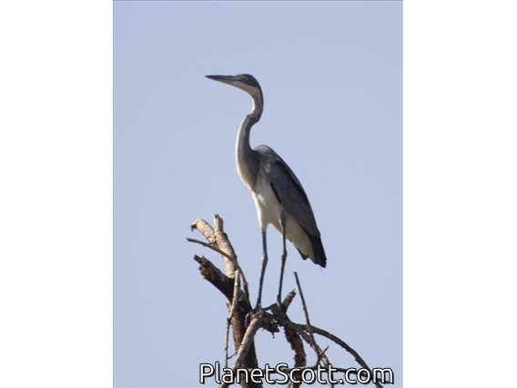 Black-headed Heron (Ardea melanocephala)