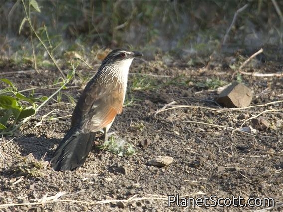 White-browed Coucal (Centropus superciliosus)