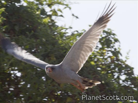 Dark Chanting-Goshawk (Melierax metabates)