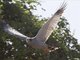 Dark Chanting-Goshawk (Melierax metabates)