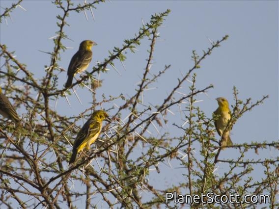 Vitelline Masked-Weaver (Ploceus vitellinus)