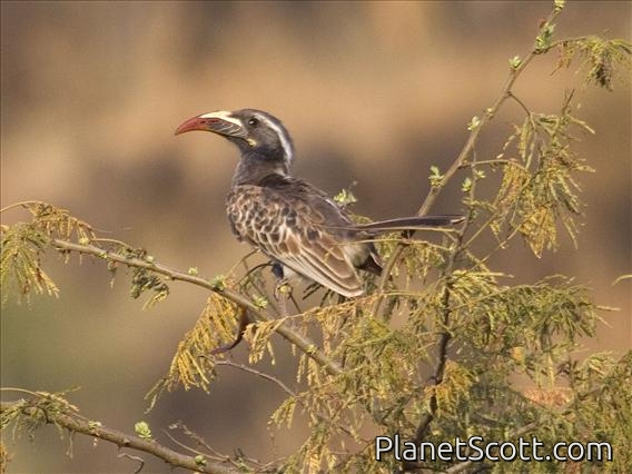 African Grey Hornbill (Lophoceros nasutus)