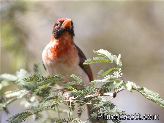 Red-headed Weaver (Anaplectes rubriceps)