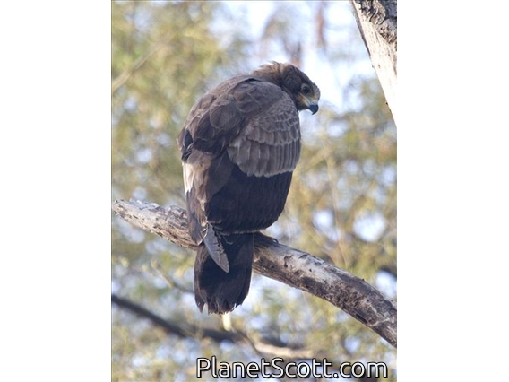 African Harrier-Hawk (Polyboroides typus)