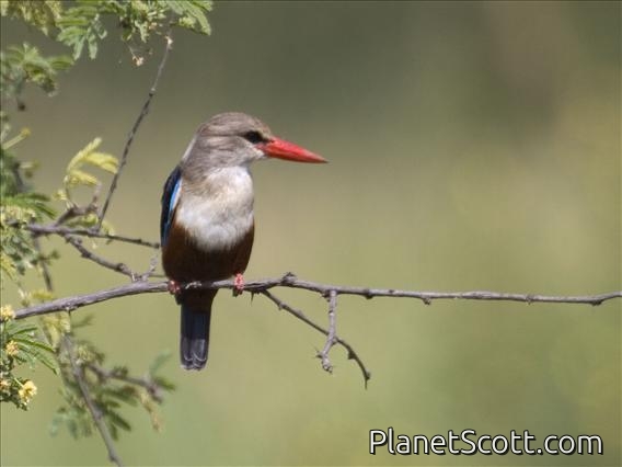 Grey-headed Kingfisher (Halcyon leucocephala)