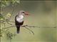 Grey-headed Kingfisher (Halcyon leucocephala)