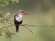 Grey-headed Kingfisher (Halcyon leucocephala)
