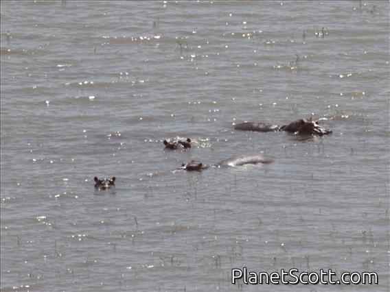 Hippopotamus (Hippopotamus amphibius)