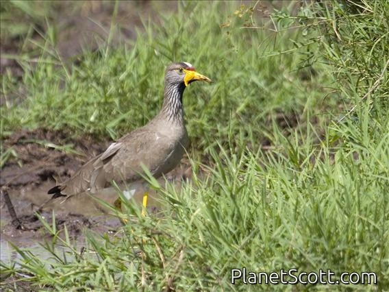 Wattled Lapwing (Vanellus senegallus)