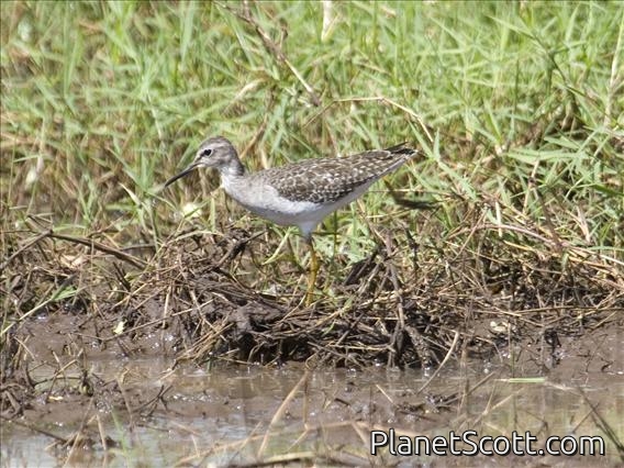 Wood Sandpiper (Tringa glareola)
