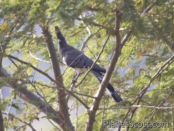 White-bellied Go-away-bird (Corythaixoides leucogaster)
