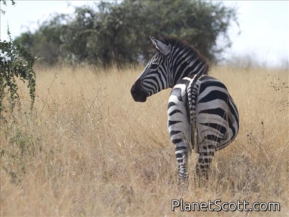 Burchell's zebra (Equus burchellii)