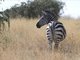 Burchell's zebra (Equus burchellii)