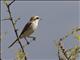 Red-tailed Shrike (Lanius phoenicuroides)