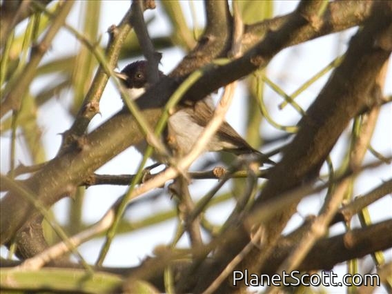 Kenya Violet-backed Sunbird (Anthreptes orientalis)