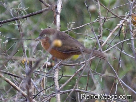 Rufous Chatterer (Turdoides rubiginosus)
