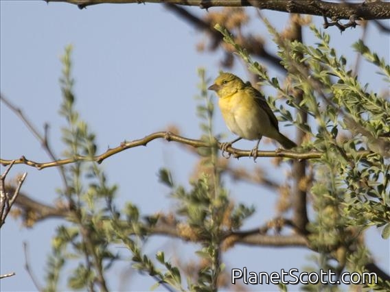 Lesser Masked Weaver (Ploceus intermedius) - Non-breeding