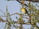Lesser Masked Weaver (Ploceus intermedius) - Non-breeding