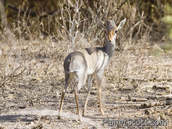 Guenther's dik-dik (Madoqua guentheri)