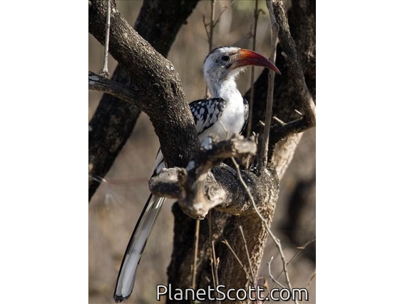 Red-billed Hornbill (Tockus erythrorhynchus)