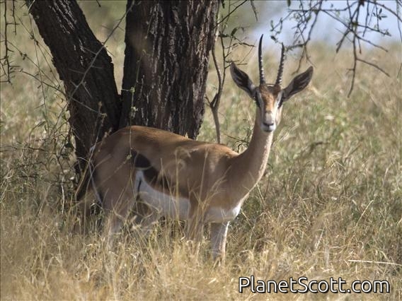 Grant's gazelle (Nanger grantii)