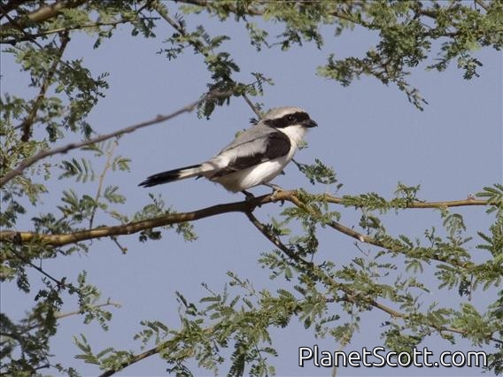 Grey-backed Fiscal (Lanius excubitoroides)