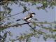 Grey-backed Fiscal (Lanius excubitoroides)