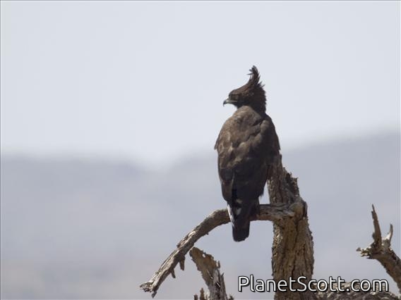 Long-crested Eagle (Lophaetus occipitalis)