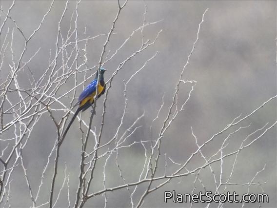 Golden-breasted Starling (Cosmopsarus regius)
