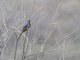 Image from 2011-01-09