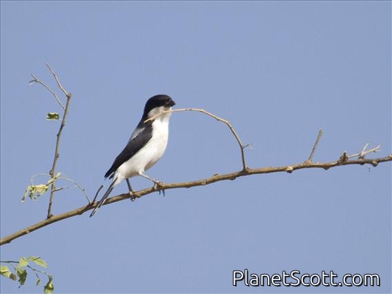 Teita Fiscal (Lanius dorsalis)