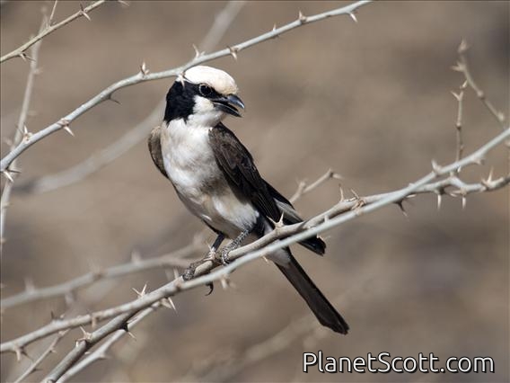 White-rumped Shrike (Eurocephalus rueppelli)