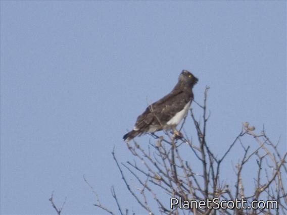 Black-chested Snake-Eagle (Circaetus pectoralis)