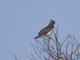 Black-chested Snake-Eagle (Circaetus pectoralis)