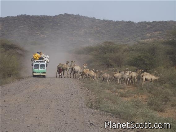 Dromedary (Camelus dromedarius)